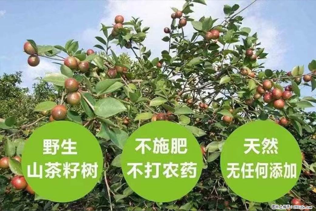 【灌阳县油茶产业示范区】一个有着充实的精神生活的人,对待身外之物自会有一种淡泊的态度 - 土特产 - 饮食特产 - 丽江分类信息 - 丽江28生活网 lj.28life.com
