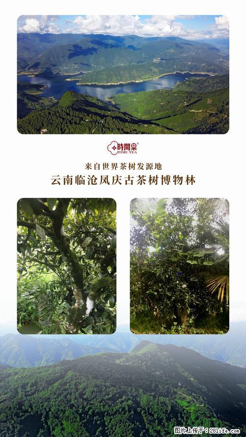 时间果百年古树2025年春红茶 - 购物交流 - 丽江生活社区 - 丽江28生活网 lj.28life.com