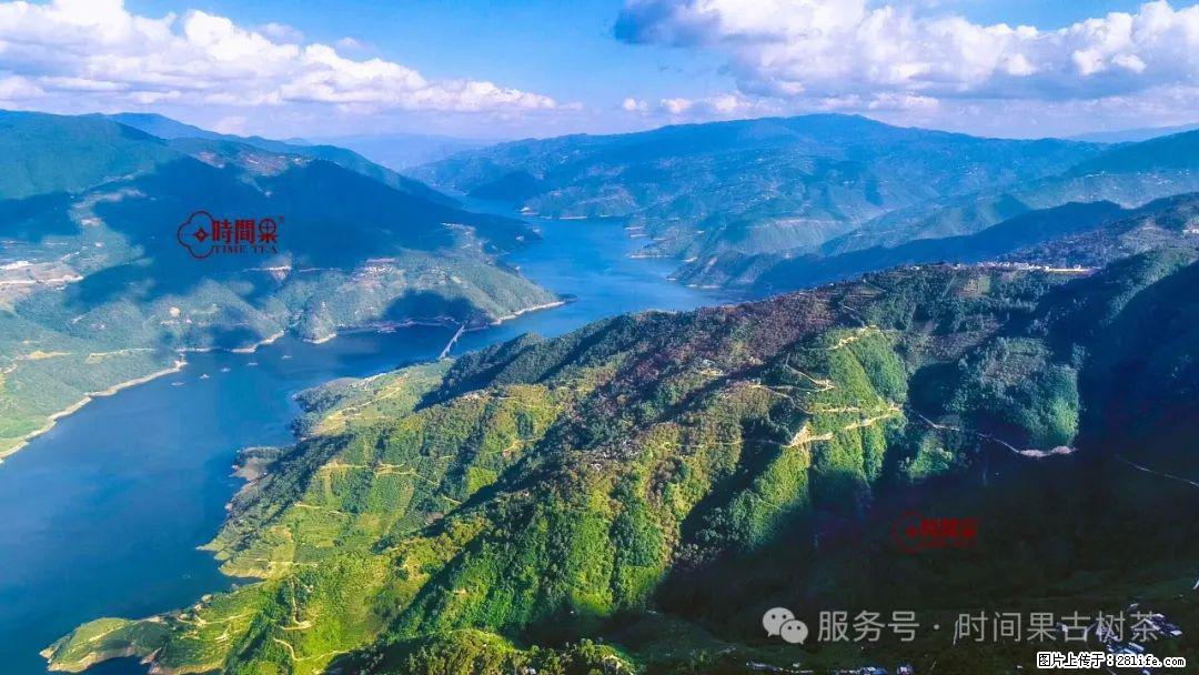 时间果百年古树龙珠普洱生茶 - 购物交流 - 丽江生活社区 - 丽江28生活网 lj.28life.com