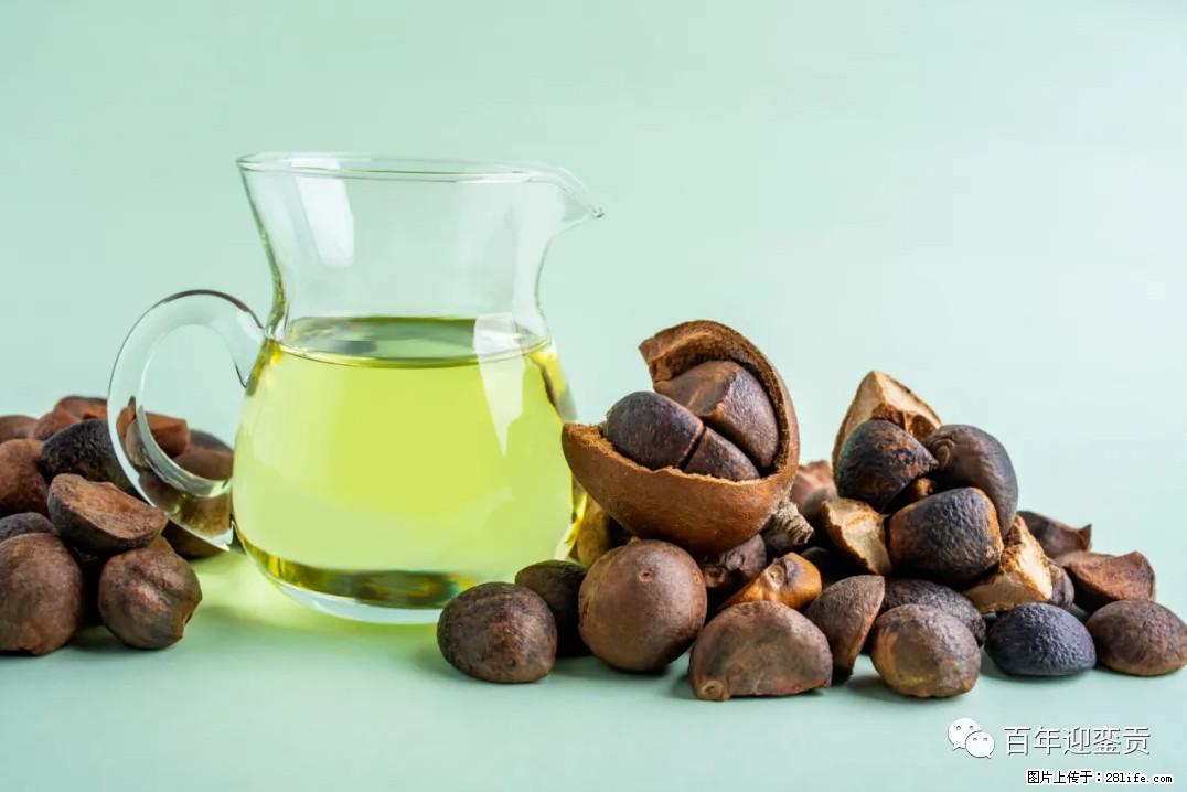 世界没有真相，只有认知，最好的食用油是中国的山茶油！ - 丽江生活资讯 - 丽江28生活网 lj.28life.com