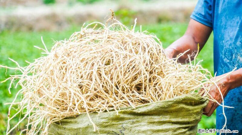 堪称“最难吃”的蔬菜,却是 “抗辐射神器”,还能护肺、清热、止咳化痰! - 丽江生活资讯 - 丽江28生活网 lj.28life.com