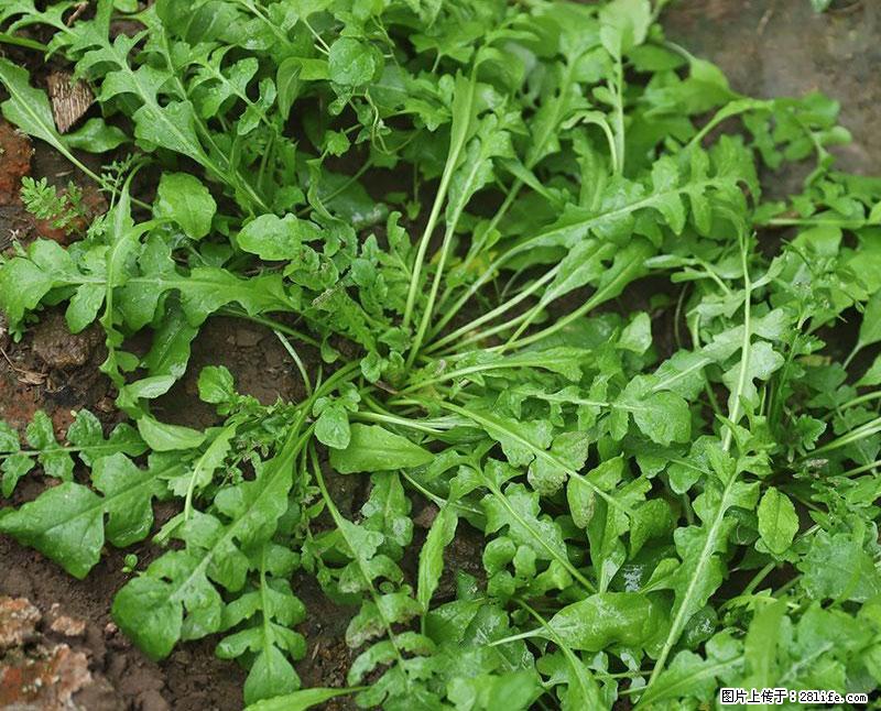 这些蔬菜是“天然钙片”，这6种被医生重点推荐 - 丽江生活资讯 - 丽江28生活网 lj.28life.com