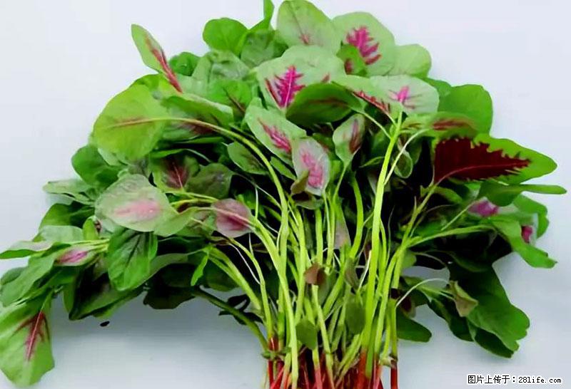 这些蔬菜是“天然钙片”，这6种被医生重点推荐 - 丽江生活资讯 - 丽江28生活网 lj.28life.com