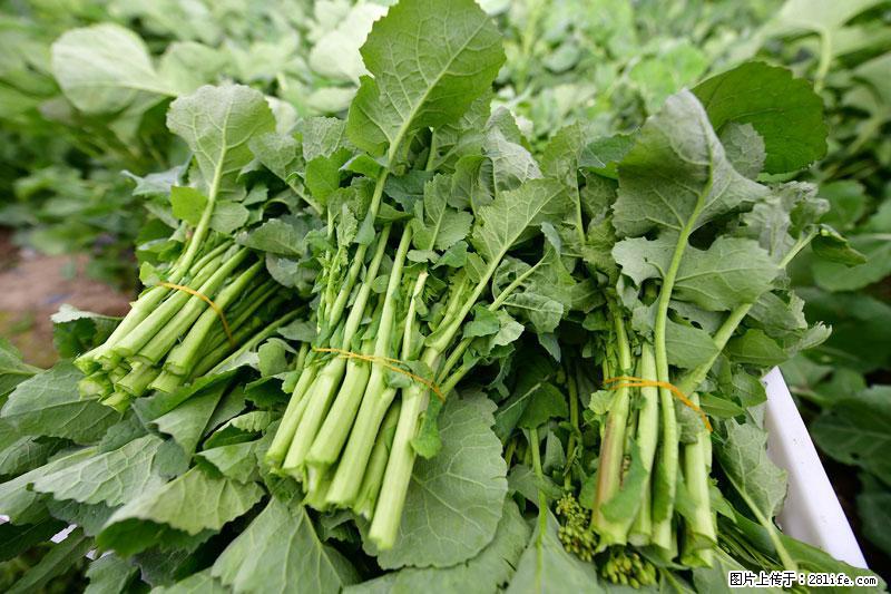 这些蔬菜是“天然钙片”，这6种被医生重点推荐 - 丽江生活资讯 - 丽江28生活网 lj.28life.com